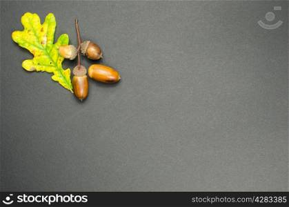 Fall decoration with oak tree leaf and acorns at dark background
