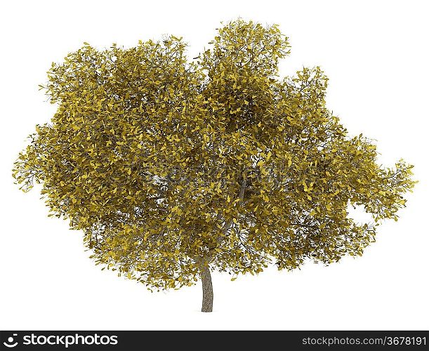 fall english oak tree isolated on white background