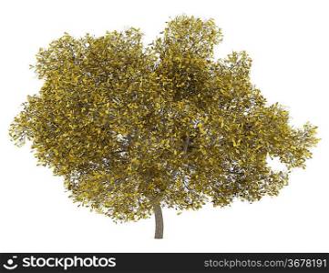 fall english oak tree isolated on white background
