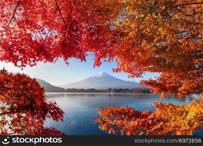 Fall foliage in autumn season and Mountain Fuji near Fujikawaguchiko, Yamanashi. Trees in Japan with blue sky background.