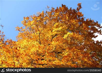 Fall foliage on beech trees on a clear november day