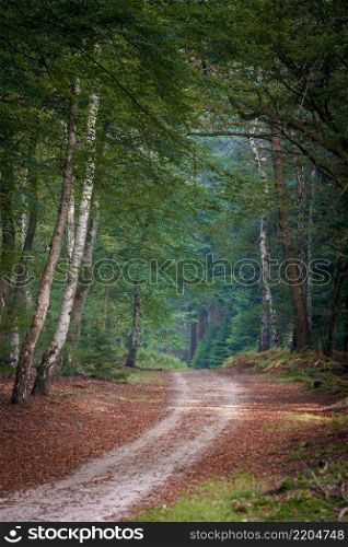 Fall forest. Forest landscape. Autumn nature. Sunshine in forest. Sun shines through trees. Path in natural park. Trail through the autumnal forest on a foggy morning
