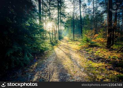 Fall forest. Forest landscape. Autumn nature. Sunshine in forest. Sun shines through trees. Path in natural park