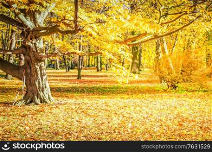 fall forest landscape with yellow trees and fallen leaves on the ground, fall seasonal background, retro toned. Vibrant fall foliage
