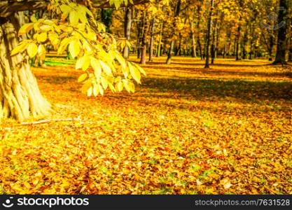 fall forest landscape with yellow trees and fallen leaves on the ground, fall seasonal background. Vibrant fall foliage