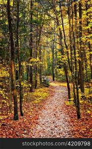 Fall forest path with fallen leaves covering the ground, Algonquin Park, Canada.