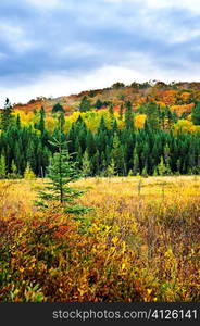 Fall forest with colorful trees and new saplings