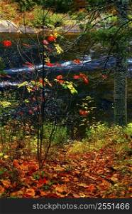 Fall forest with river in the background. Algonquin provincial park, Canada.