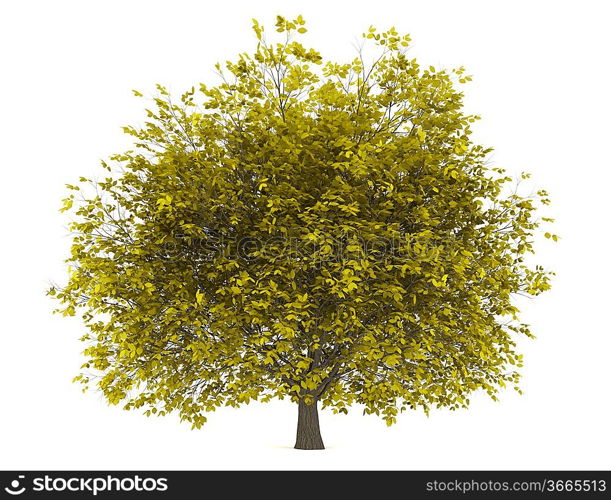 fall hornbeam tree isolated on white background