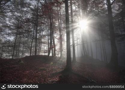 Fall image with a shadowed forest, in autumn colors, enlightened by a few sun rays that pierced the morning mist, in Fussen, Germany.