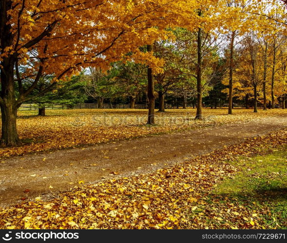 Fall in Ontario is the most beautiful time of the year. Golden and red leaves decorate the landscape