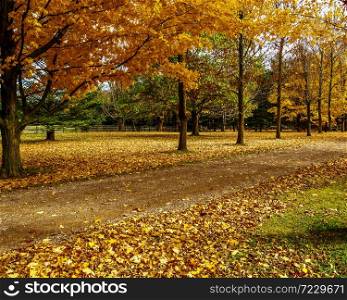 Fall in Ontario is the most beautiful time of the year. Golden and red leaves decorate the landscape
