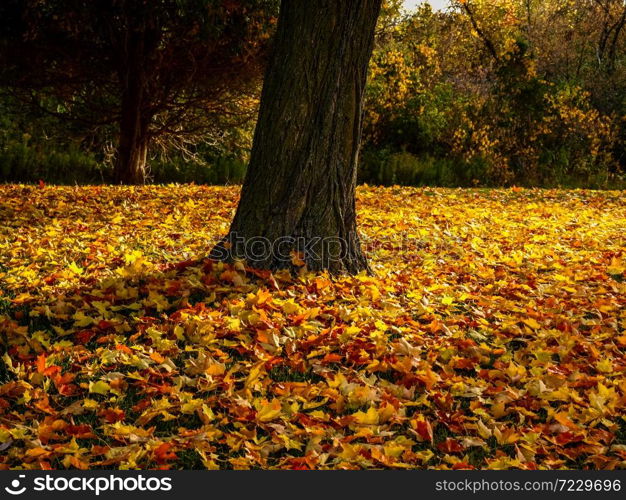 Fall in Ontario is the most beautiful time of the year. Golden and red leaves decorate the landscape