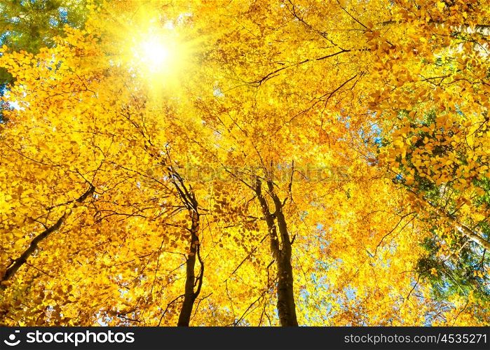Fall in the forest. Orange trees with red leaves and rays of sun light