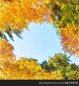 Fall in the forest with orange colorful trees. View to the blue sky