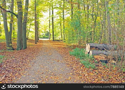 Fall in the Netherlands