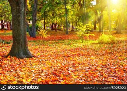 Fall in the sunny park with bright orange trees. Autumn natural landscape