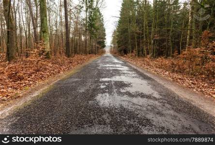 Fall landscape. Country asphalt road in the autumn forest. Misty hazy autumnal day.
