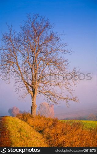 Fall landscape. Country field scenery on autumn day. Country field landscape on autumn day