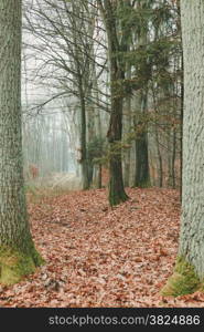 Fall landscape. Country road in the autumn forest. Misty hazy autumnal day.