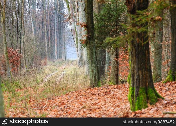Fall landscape. Country road in the autumn forest. Misty hazy autumnal day.