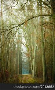 Fall landscape. Country road in the autumn forest. Misty hazy autumnal day.