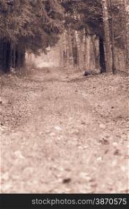 Fall landscape. Country road spruce alley in the autumn forest. Misty hazy autumnal day. Retro vintage image