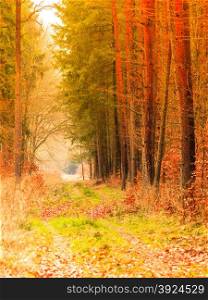 Fall landscape. Country road with red orange leaves in the autumn forest. Sunny autumnal day in Poland