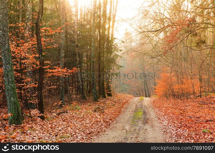 Fall landscape. Country road with red orange leaves in the autumn forest. Sunny autumnal day in Poland