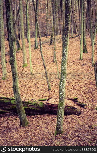 Fall landscape. View inside of the autumn forest with trees and red brown leaves carpet. Misty autumnal day