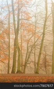 Fall landscape. View of the autumn park with trees leaves and pathwa, misty autumnal foggy day.