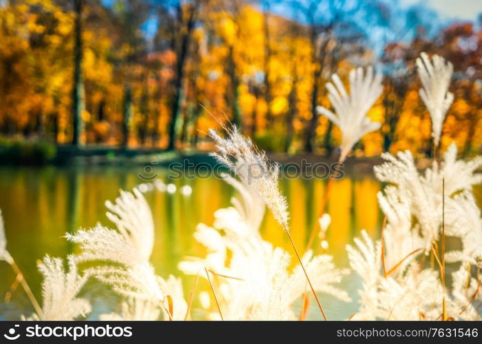 Fall lansdcape with pond and autumnal dry plants, fall seasonal background, retro toned. Vibrant fall foliage