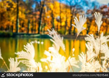 Fall lansdcape with pond and autumnal dry plants, fall seasonal background, retro toned. Vibrant fall foliage