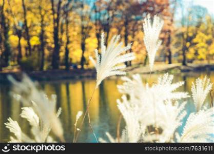 Fall lansdcape with pond and autumnal plants, retro toned. Vibrant fall foliage