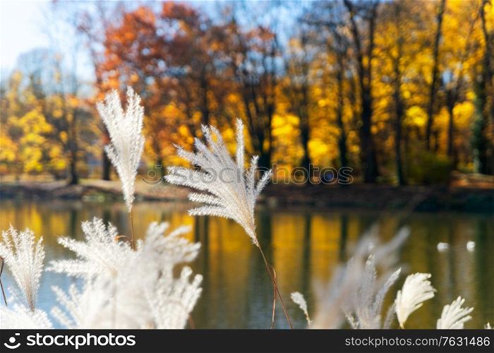 Fall lansdcape with pond water and autumnal plants. Vibrant fall foliage