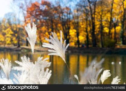 Fall lansdcape with pond water and autumnal plants. Vibrant fall foliage