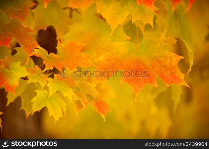 Fall Leaves