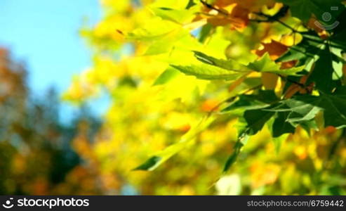 Fall leaves against the blue sky