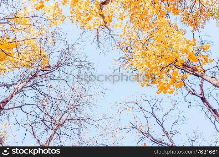 fall leaves and twigs in blue sky bokeh background, retro toned. fall maple leaves