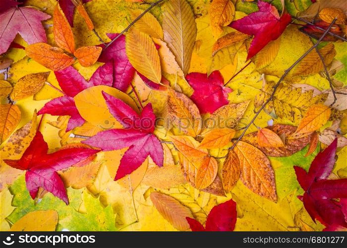 Fall leaves background. autumn leaves
