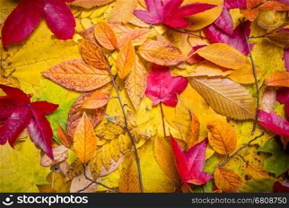 Fall leaves background. autumn leaves