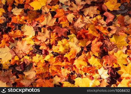 Fall leaves background. autumnal maple leaves