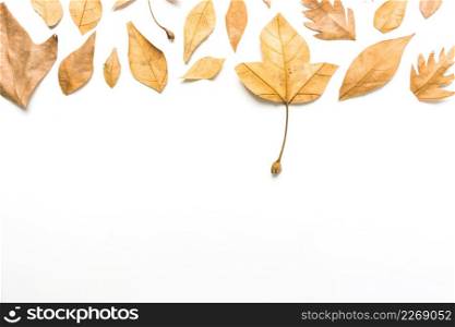 fall leaves composition frame