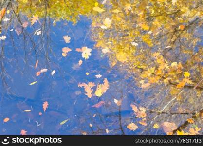 fall leaves floating in the water with fall tree reflections, top view. fall maple leaves