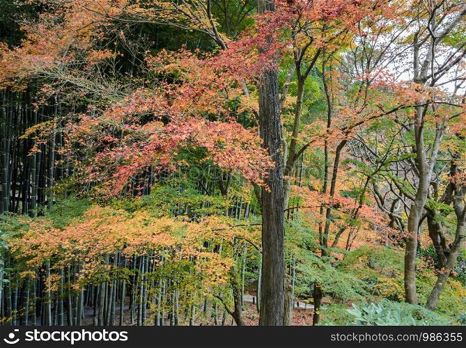 Fall maple colors at Enkoji temple in Kyoto, Japan