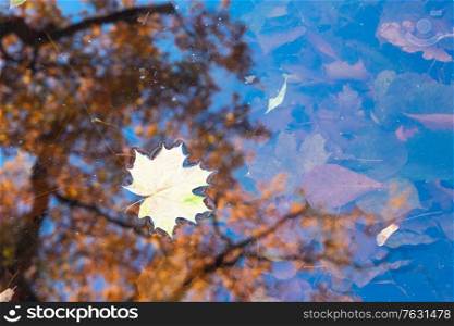 fall maple leaf in the water with fall tree reflections, top view. fall maple leaves