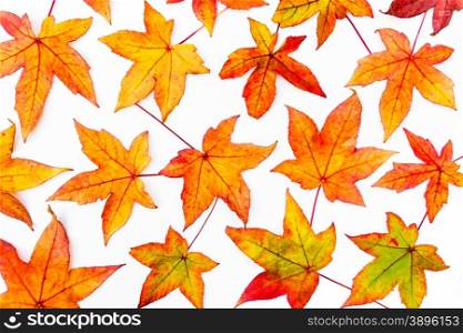 Fall maple leaves in various autumn colors isolated on white background
