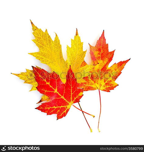 Fall maple leaves on white