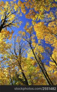 Fall maple trees glowing in sunshine with blue sky background