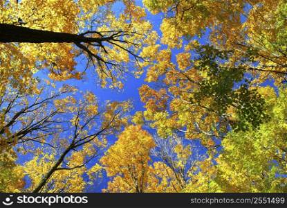 Fall maple trees on a warm autumn day